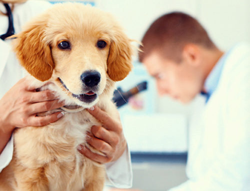 Pet Pathology