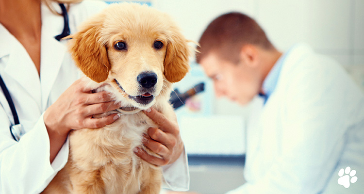 pet pathology