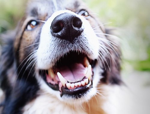 Pet Dentistry