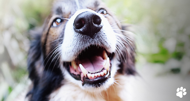 pet dentistry