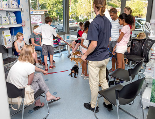 Puppy Preschool