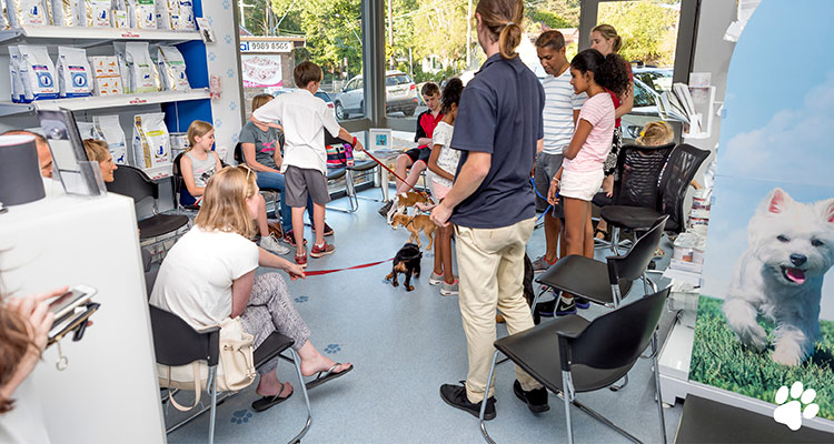 puppy preschool