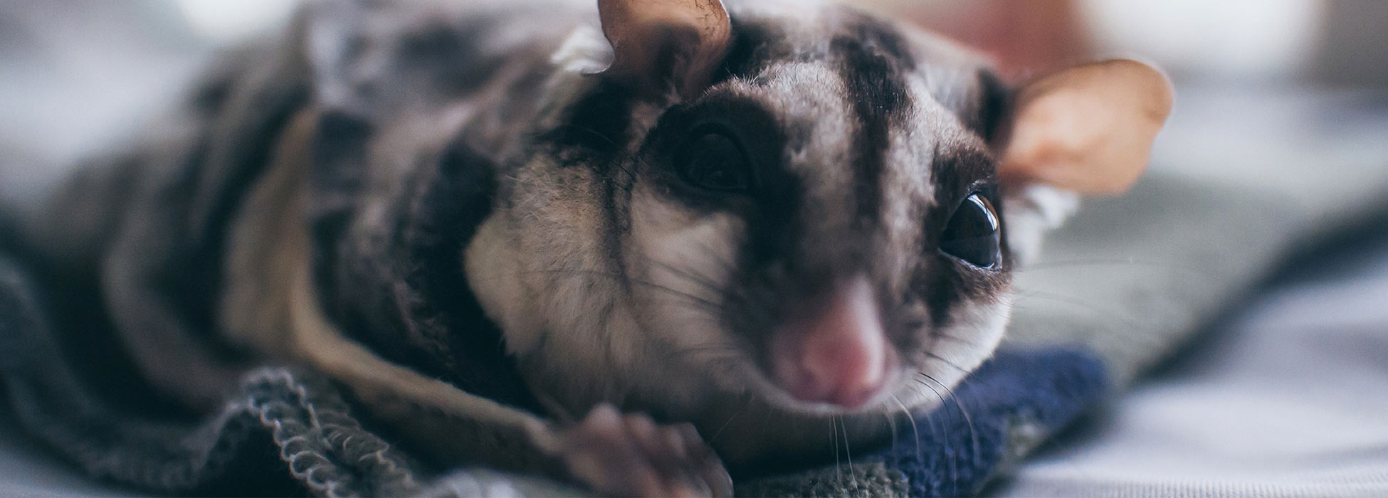 Vet service