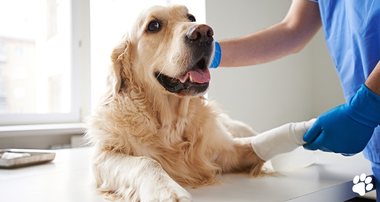 Orthopaedic vet near sales me