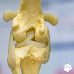 Dog knee surgery near me