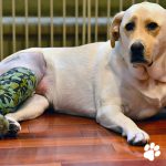 TPLO surgery dog treatment