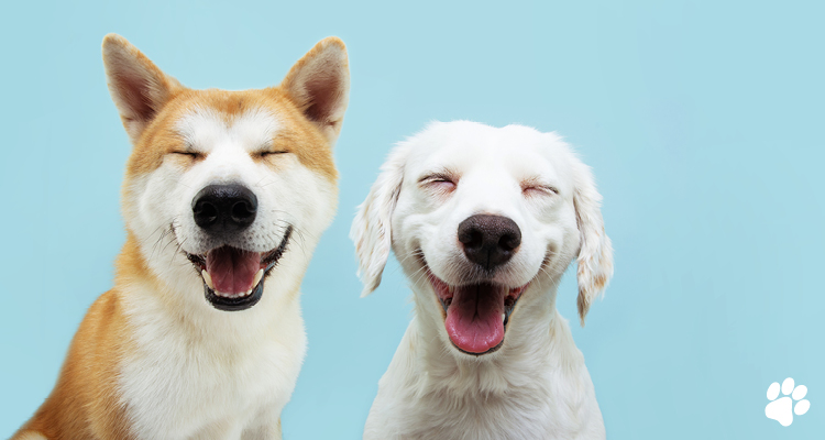 Veterinary Dentist Near Me