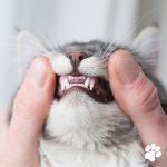 Veterinary Dentist Near Me