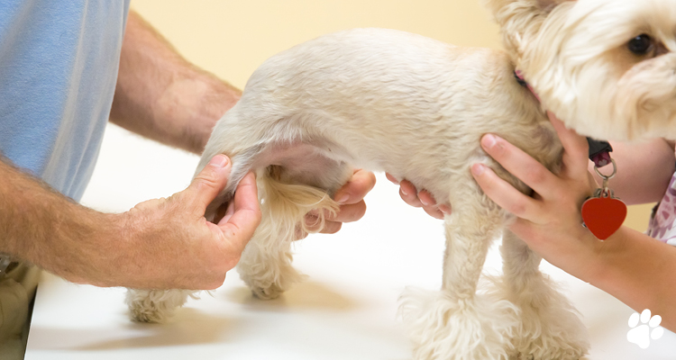 Dog knee replacement