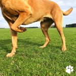 Cruciate ligament dog recovery