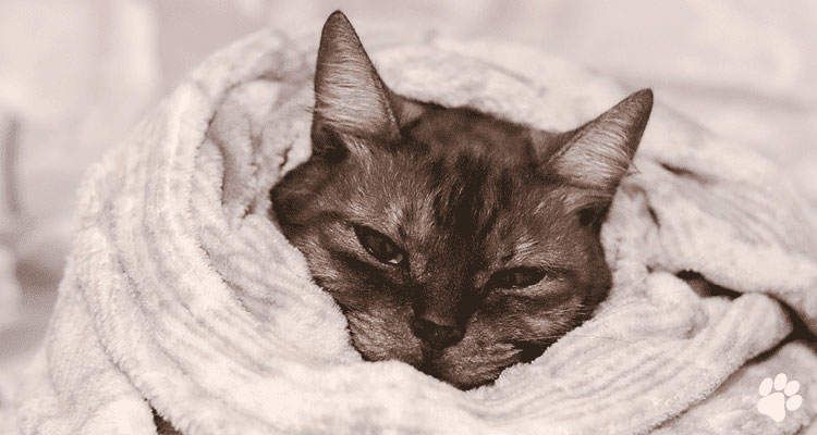 What to Do in a Pet Emergency