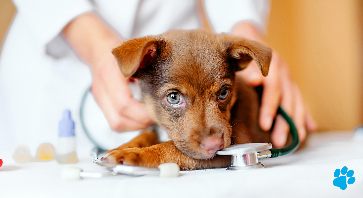 Dog vaccination schedule