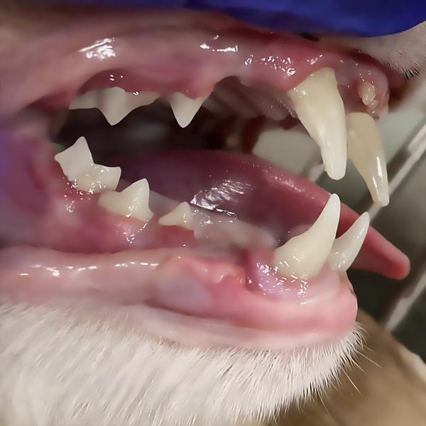 Pet dental health