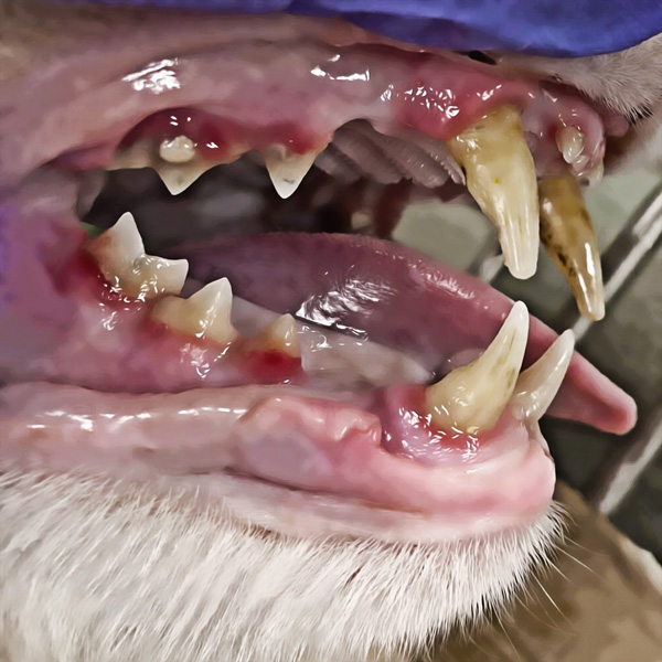 Pet dental health