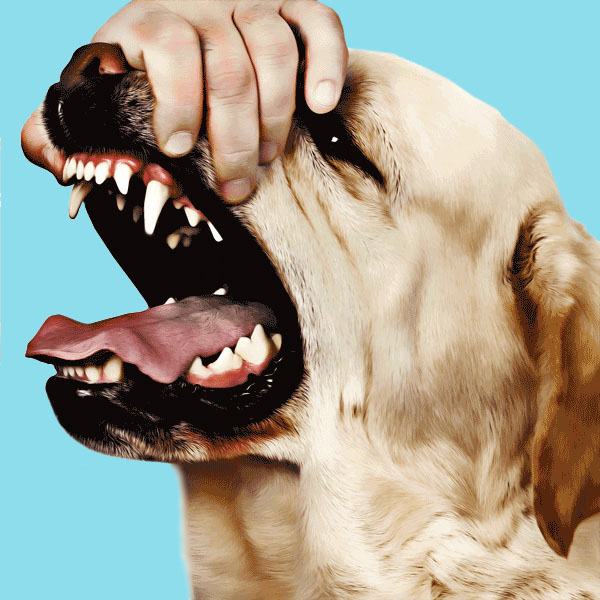 Pet dental health