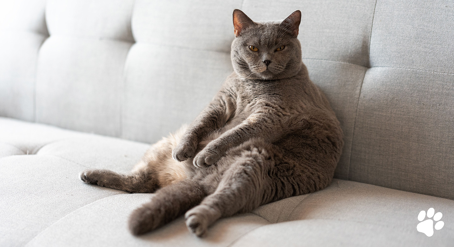 obesity in pets