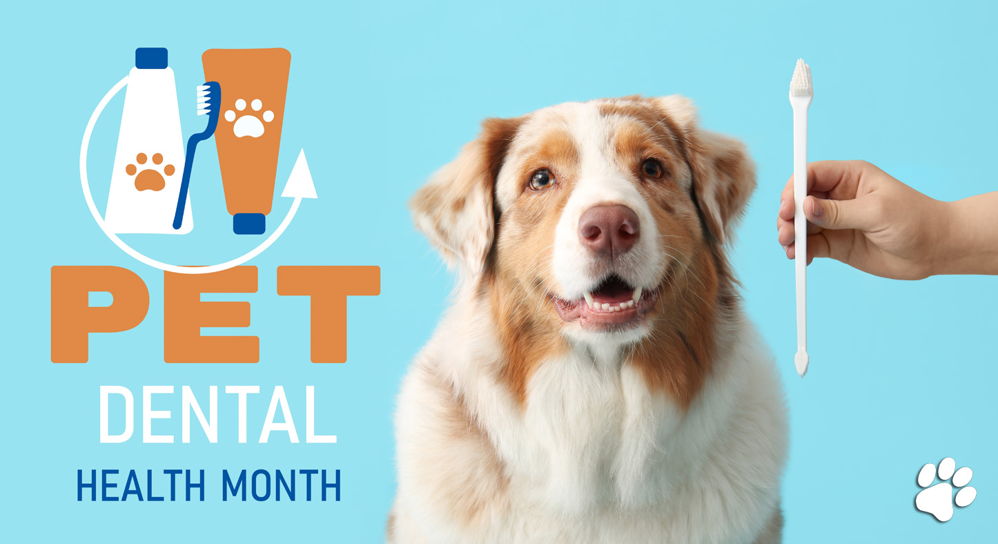 Pet Dental Health