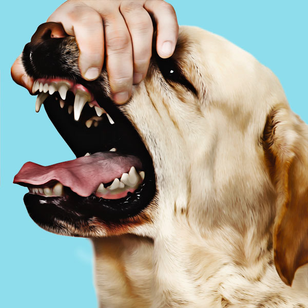 Pet dental health