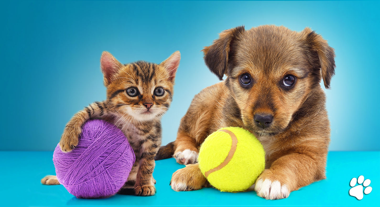 Desexing your puppy or kitten