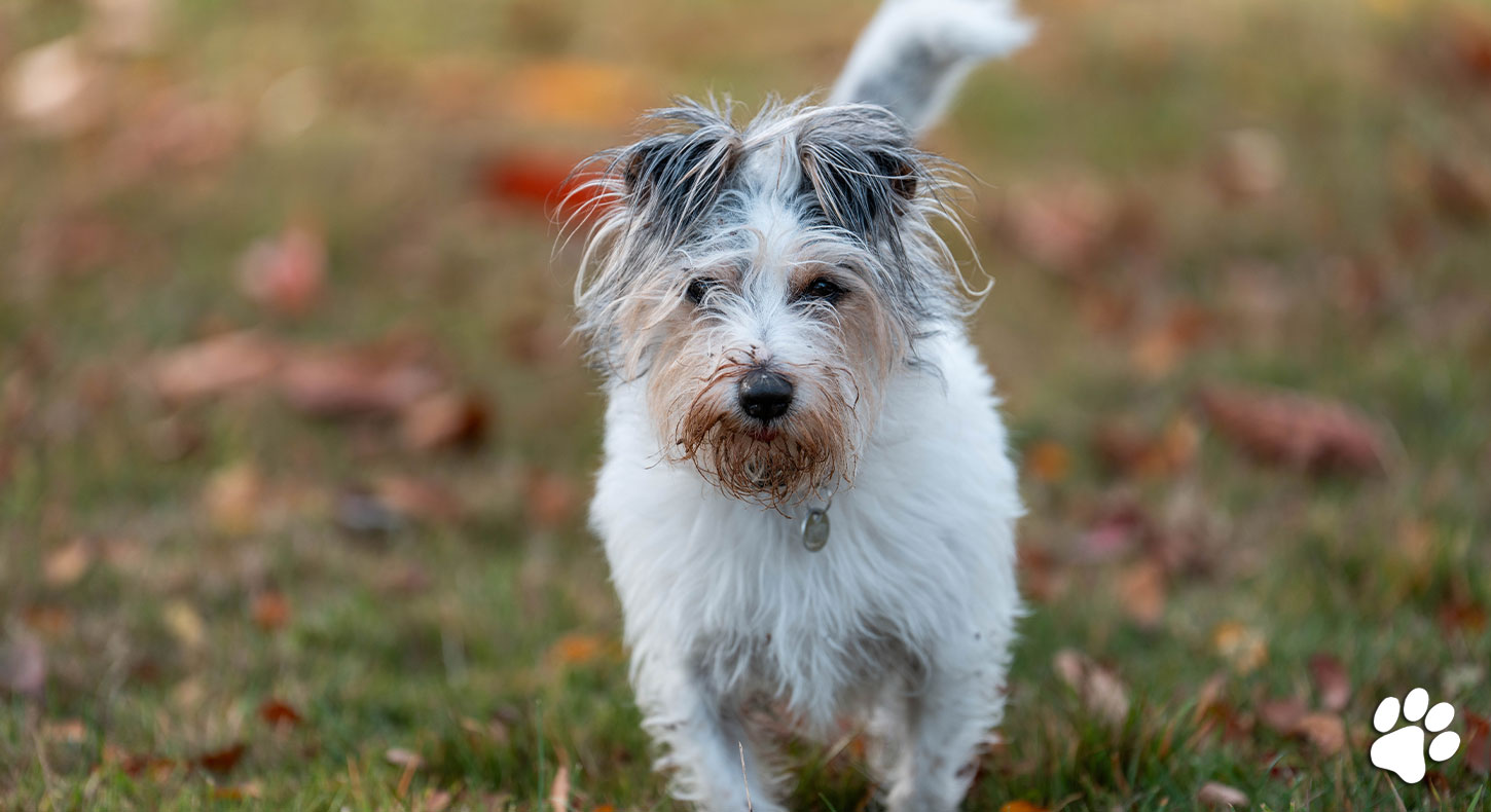 Pet health checklist
