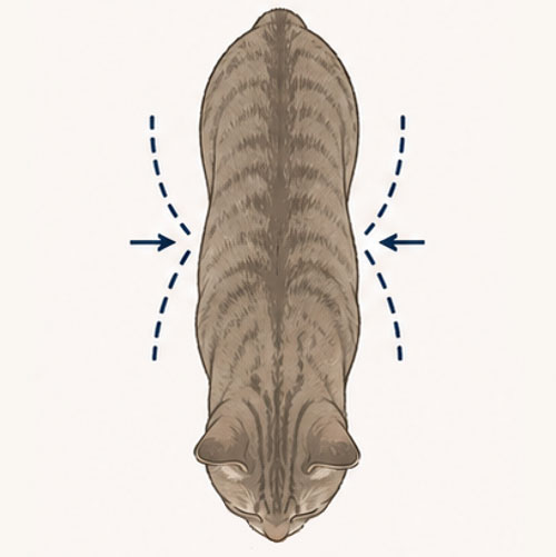 cat thin waist