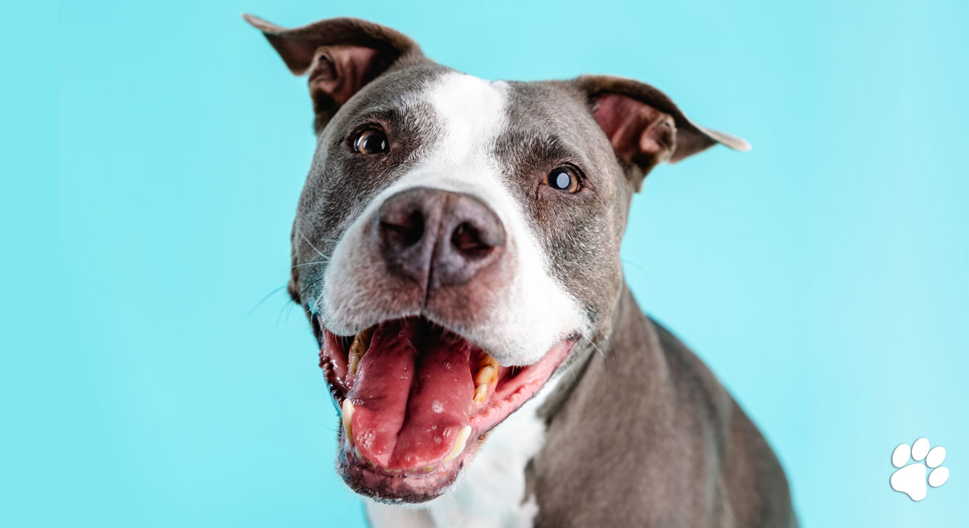 Dog Bad Breath